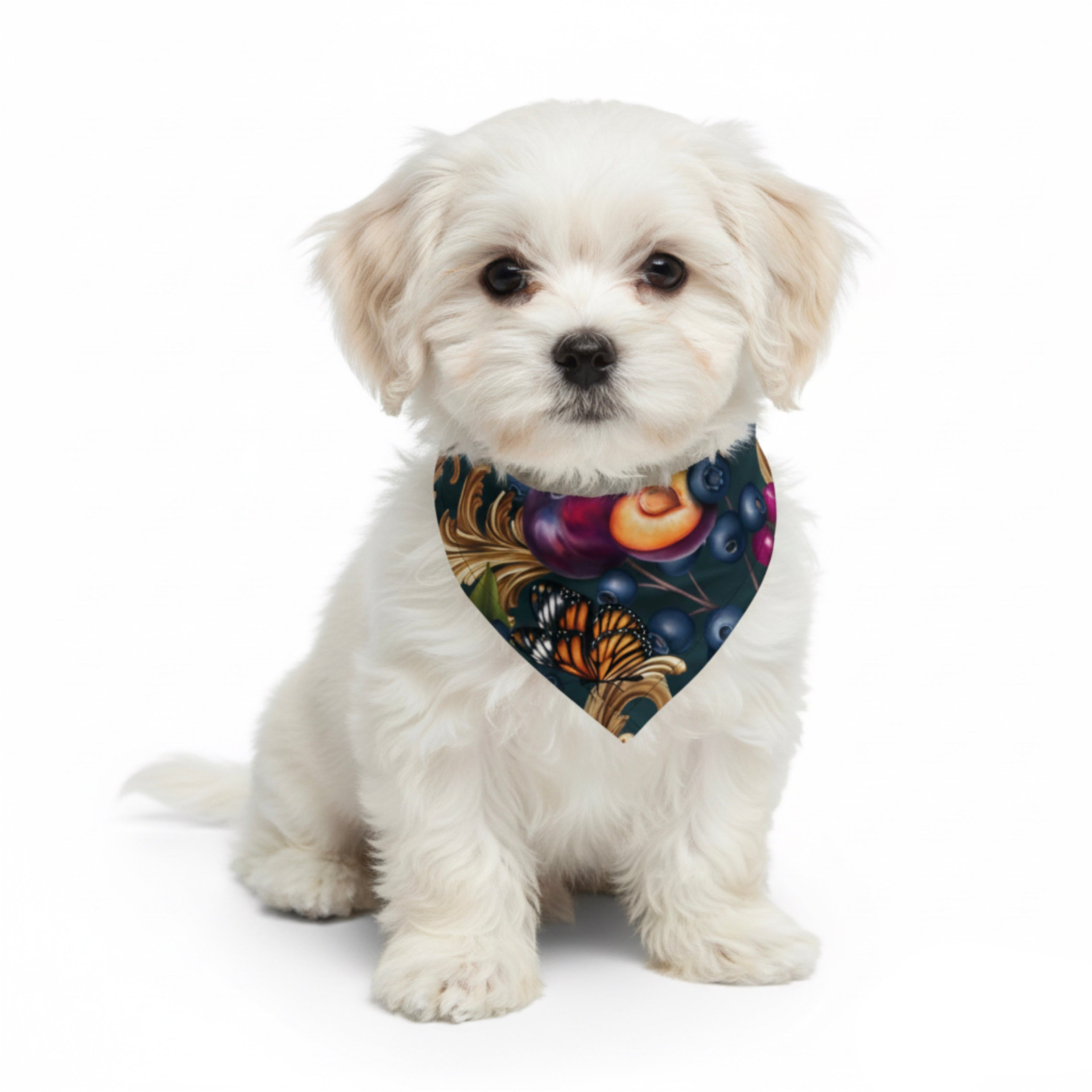 Pet Accessories